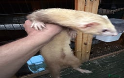 Ferret rodents for sale: Two hobs for sale. £40 each  - Image 7