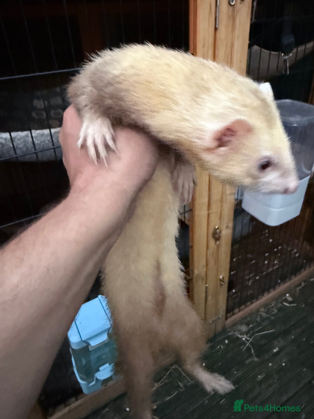 Ferret rodents for sale: Two hobs for sale. £40 each  - Image 7