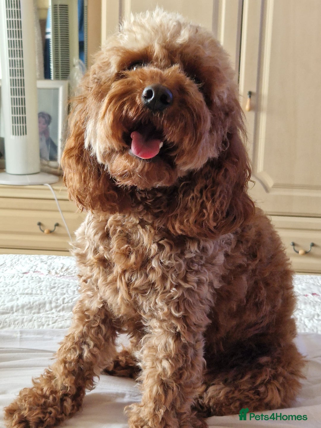 Cavapoo dogs for sale: Cavapoo's - Advert 2