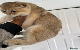 Scottish Fold cats for sale: SALE !!! LUXURY GOLDEN CHINCHILLA SCOTTISH FOLD  - Image 3