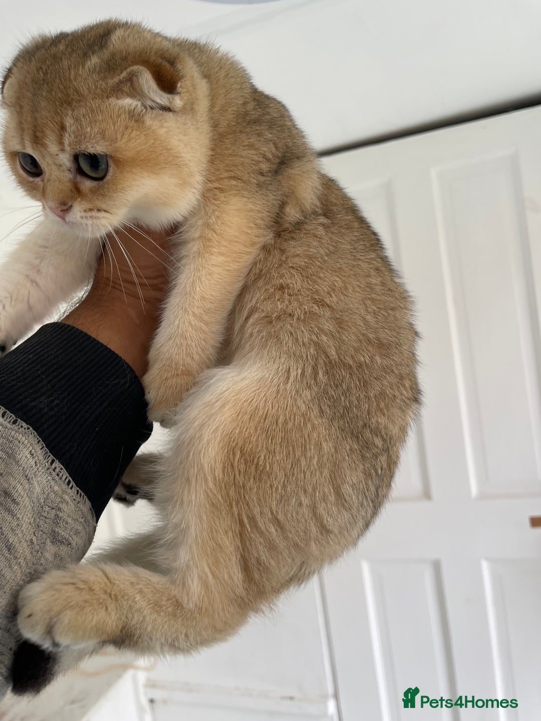Scottish Fold cats for sale: SALE !!! LUXURY GOLDEN CHINCHILLA SCOTTISH FOLD  - Image 3