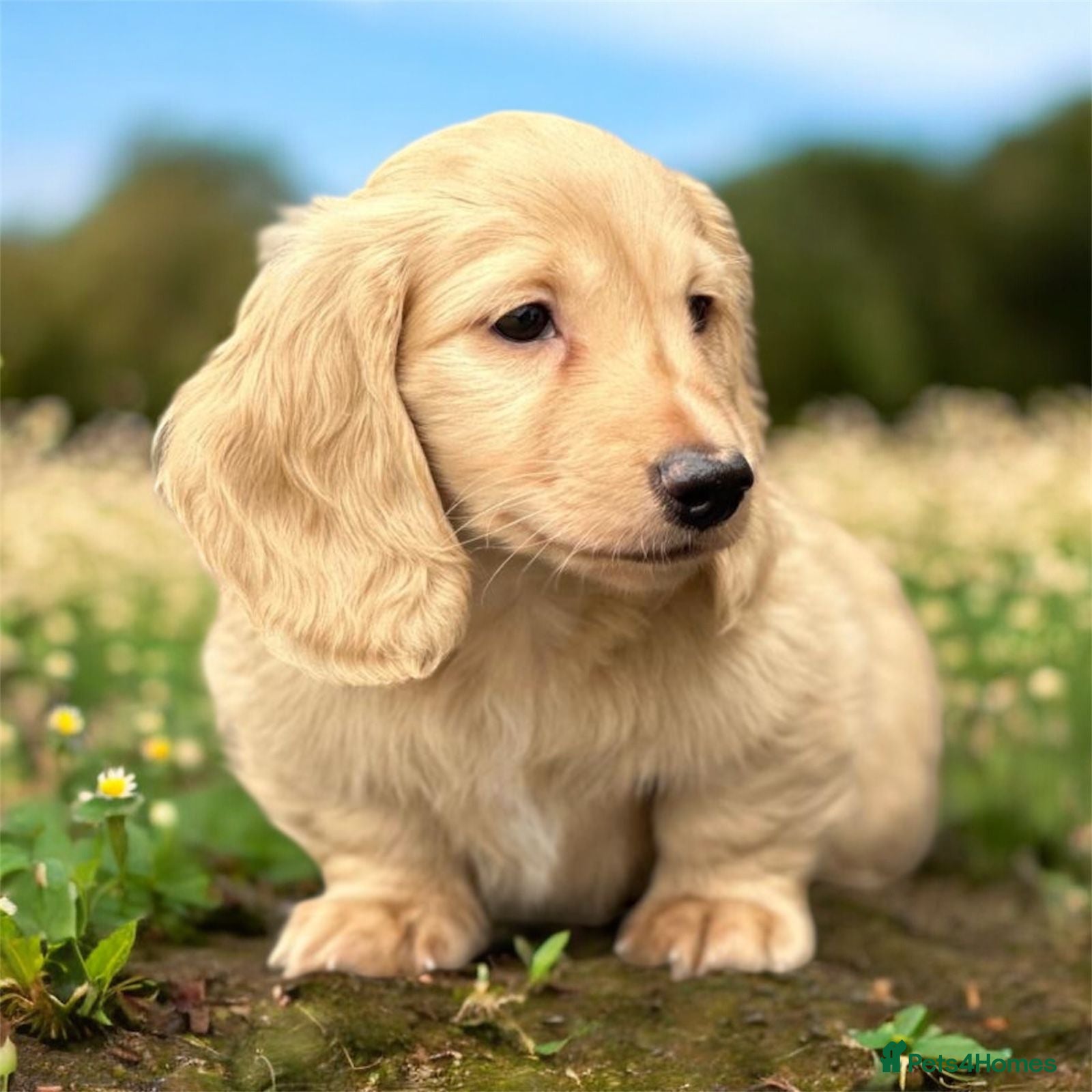 Miniature Dachshund dogs Miniature longhaired dachshund  - Advert 18