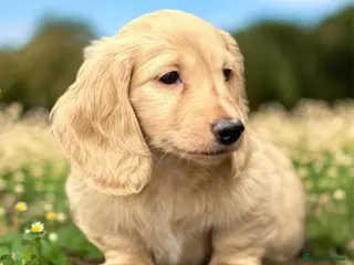 Miniature Dachshund dogs Miniature longhaired dachshund - Advert 18