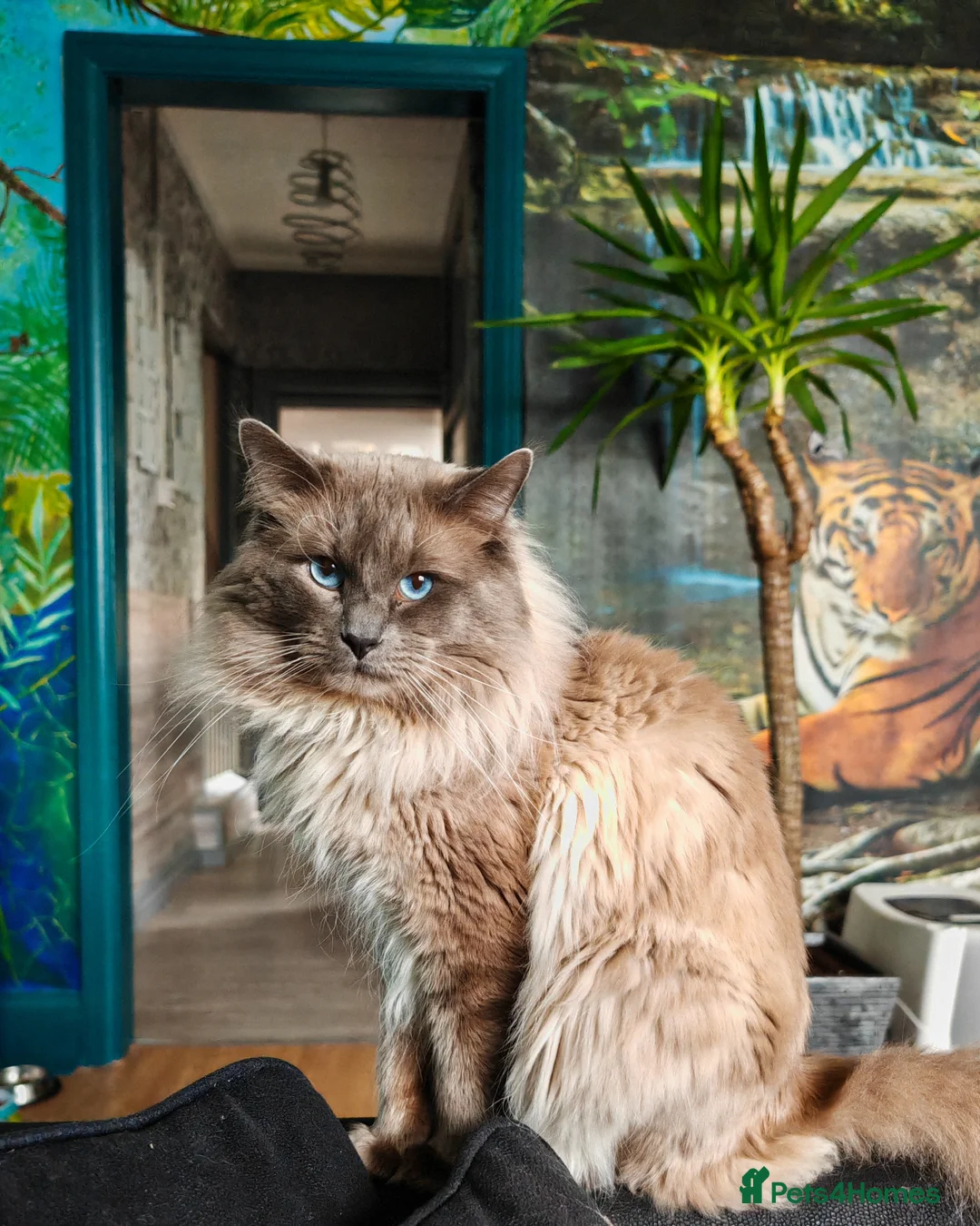 Ragdoll cats for stud: BEAUTIFUL BLUE POINT LARGE STUD RAGDOLL in Preston - Advert 7