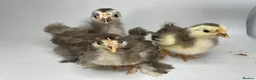 Chickens poultry for sale: MOTTLED PEKIN GROWERS  - Advert 7
