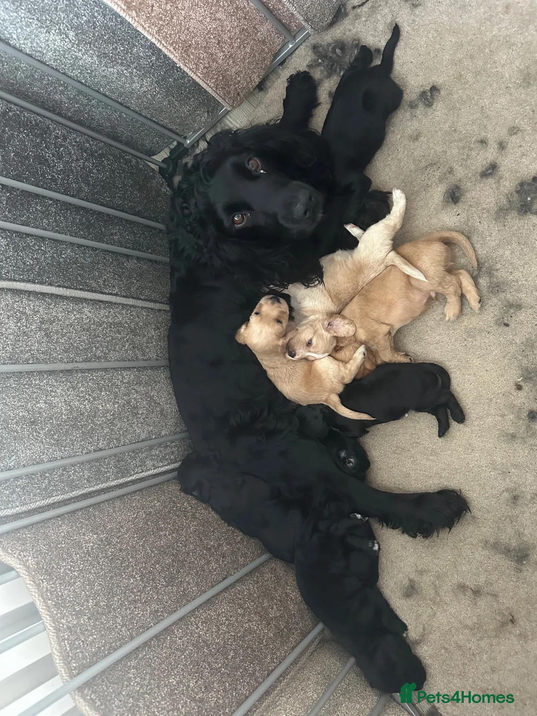 Cocker Spaniel dogs for sale: Cocker spaniel puppy boy reduced price  in Leeds - Advert 2