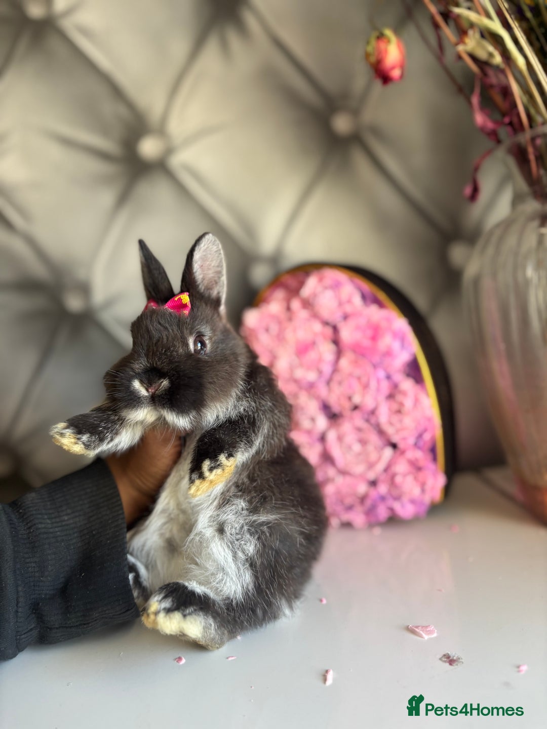 Netherland Dwarf rabbits for sale: rochelles_rabbits pure ND babies for sale - Image 5