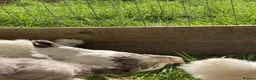 Chickens poultry for sale: 2 Light Sussex hen x gold top cockerel hens - Advert 3