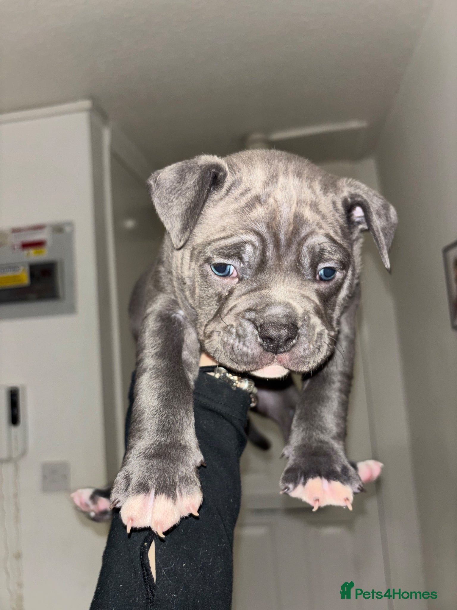 American Bully dogs Pocket bully puppies  - Advert 2