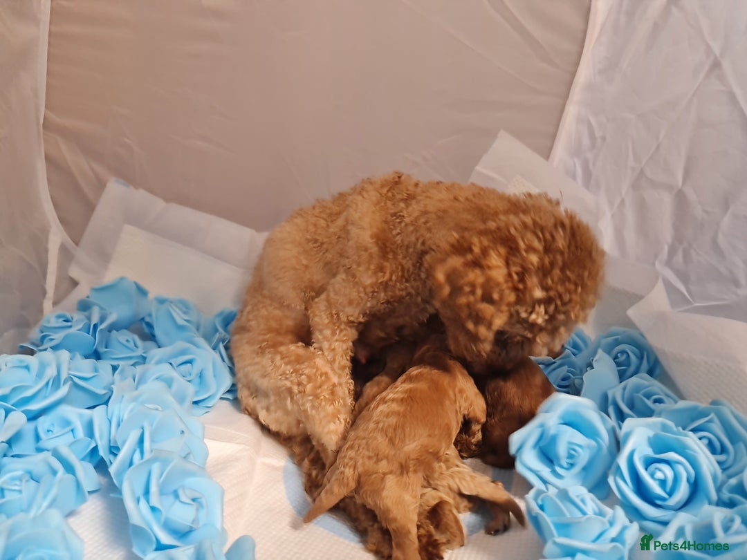 Toy Poodle dogs for sale: Tiny kc puppies,DNA&Genetic tested parents  - Image 34