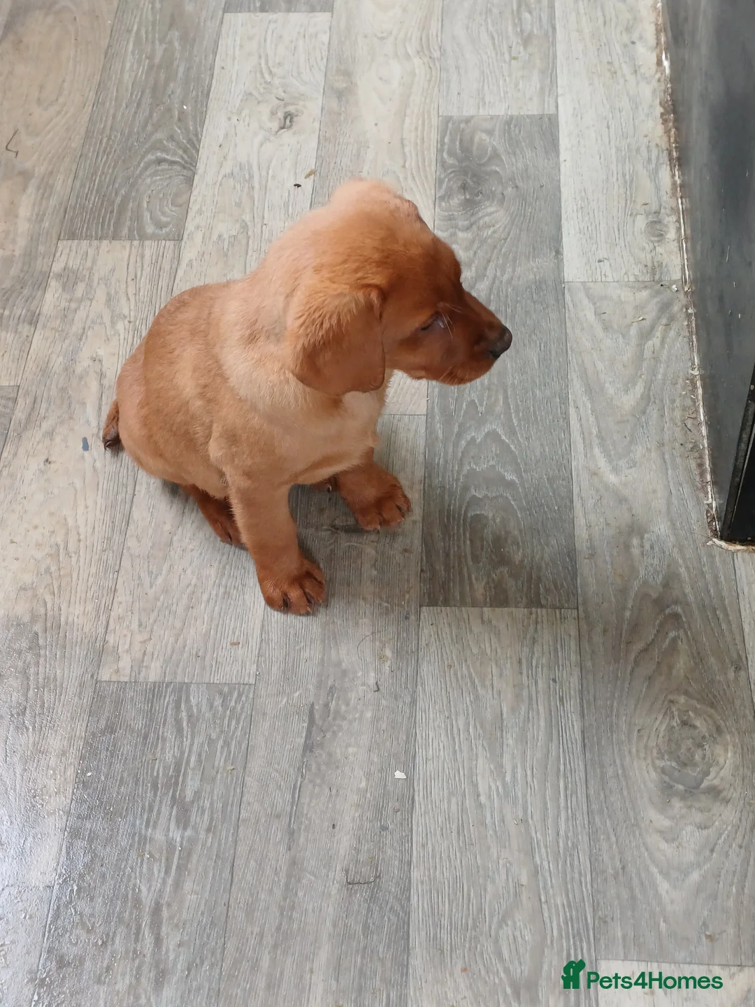 Labrador Retriever dogs for sale: LABRADOR PUPPIES - FOX RED - Advert 24