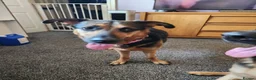 German Shepherd dogs for sale: Female gsd and pocket bully for sale  in Mansfield - Advert 12