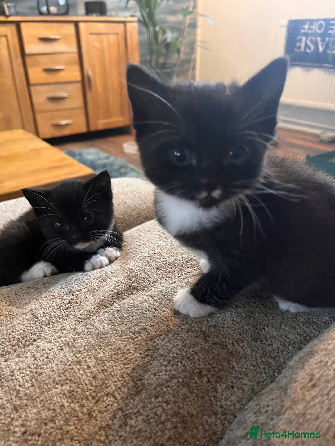 Mixed Breed cats for sale: 2 adorable black and white kittens  - Advert 2