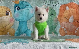 Pomsky dogs for sale: perfect husky markings micro Pomsky puppies  - Image 20