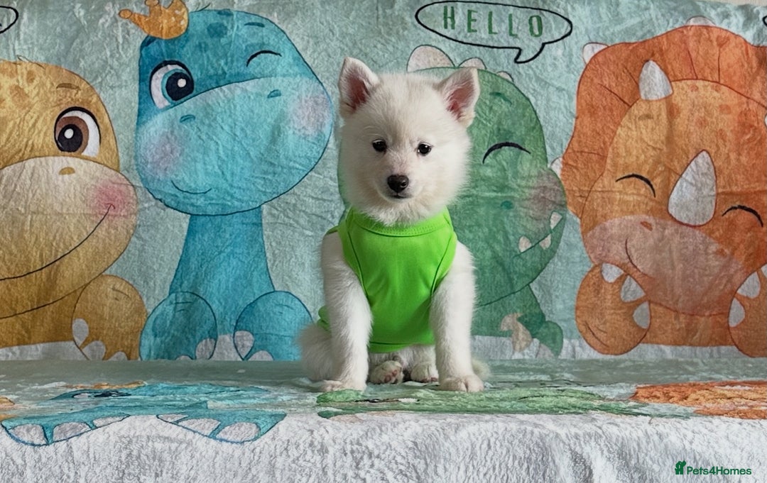 Pomsky dogs for sale: perfect husky markings micro Pomsky puppies  - Image 20