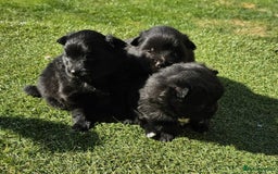 Pomeranian dogs for sale: 3 Pure XS Pomeranian, Boys Bear&Milo. Girl Ebony - Image 2