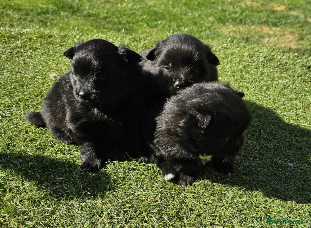 Pomeranian dogs for sale: 3 Pure XS Pomeranian, Boys Bear&Milo. Girl Ebony - Image 2