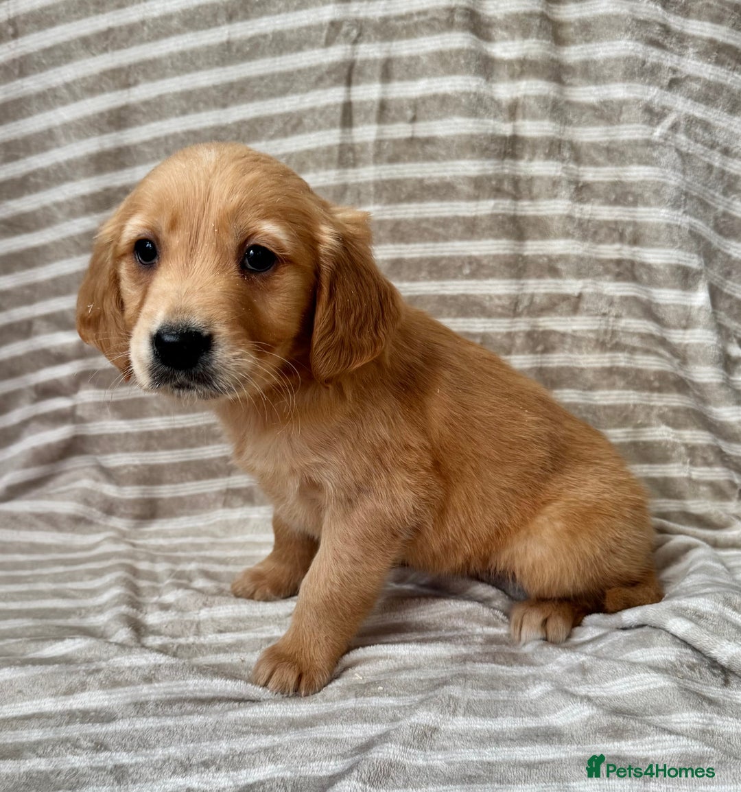Golden Retriever dogs for sale: Ready🏡 health tested Golden Retriever babies🤍🧬 - Image 9