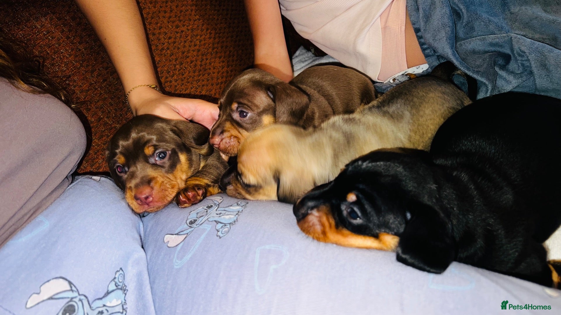 Dachshund dogs Miniature dachshunds - Advert 16