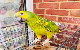 Parrots birds for sale: Hand tamed talking blue fronted Amazon parrot  - Image 2