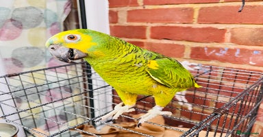 Parrots birds - Advert 10
