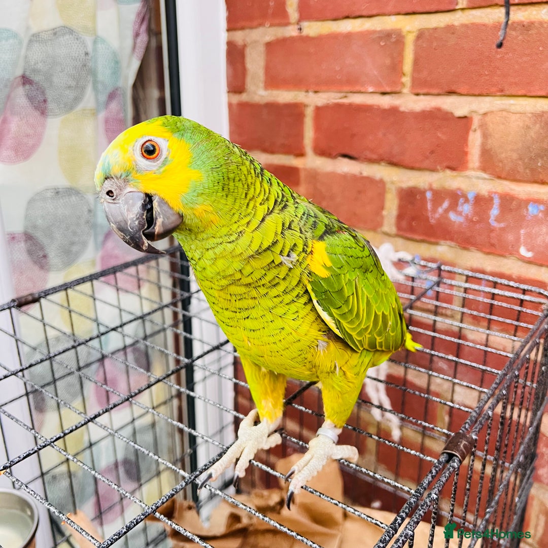 Parrots birds for sale: Hand tamed talking blue fronted Amazon parrot  - Image 2
