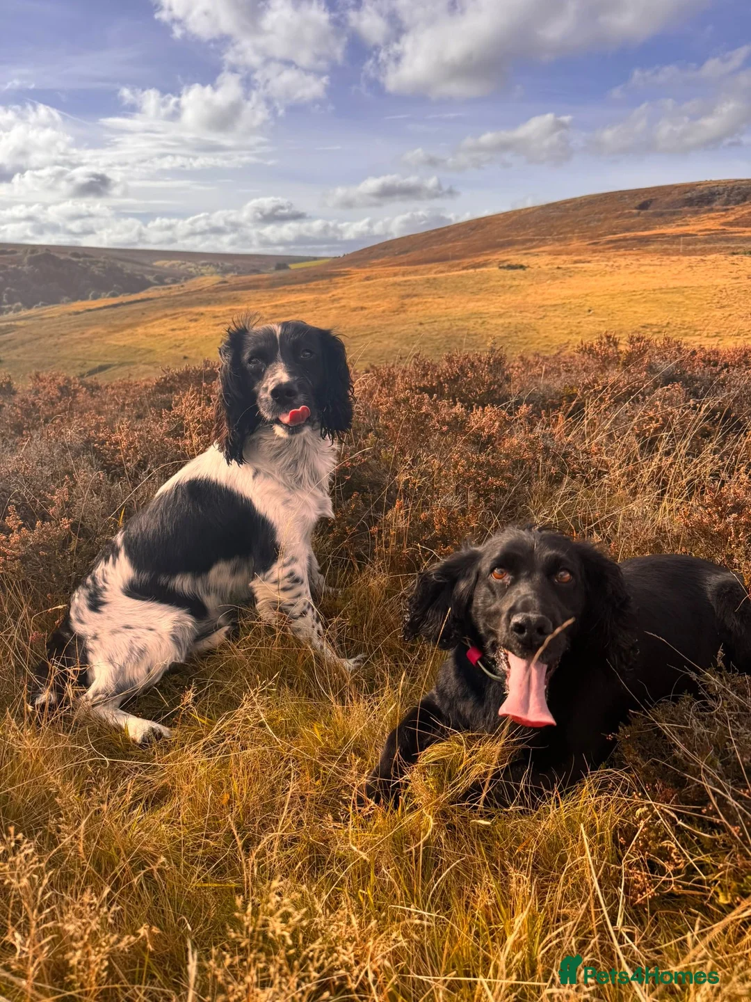 Sprocker dogs for sale: Sprocker Bitch Pup - Advert 2