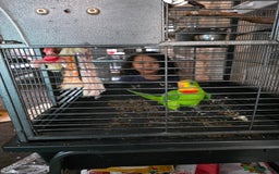 Parrots birds for sale: Burrabun/superb parrot for sale  - Image 4