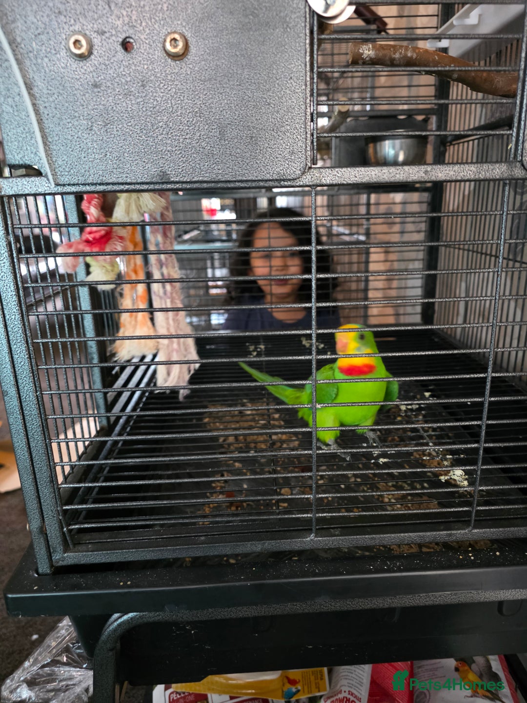 Parrots birds for sale: Burrabun/superb parrot for sale  - Image 4