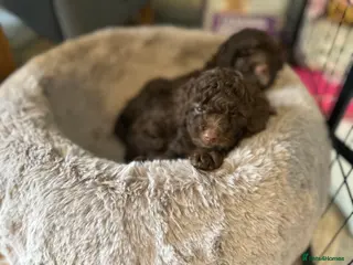 Cavapoo dogs Beautiful litter of 4 F1B toy cavapoo - Advert 2