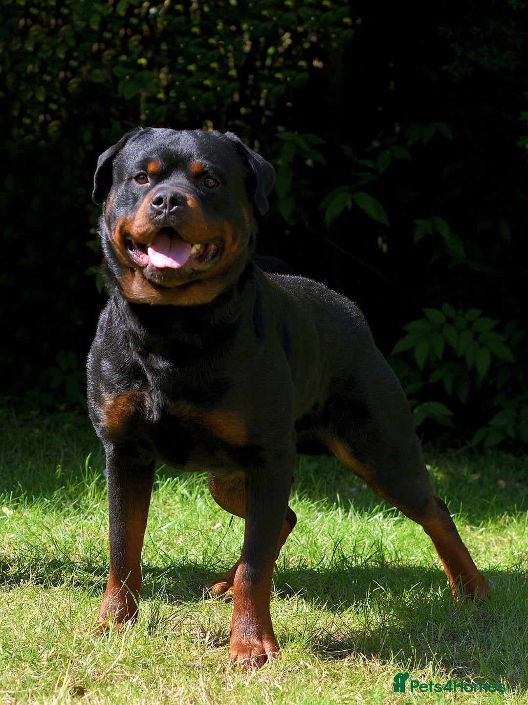 Rottweiler dogs for stud: Onex de Tierra Ibera now available for stud in Newark - Image 3