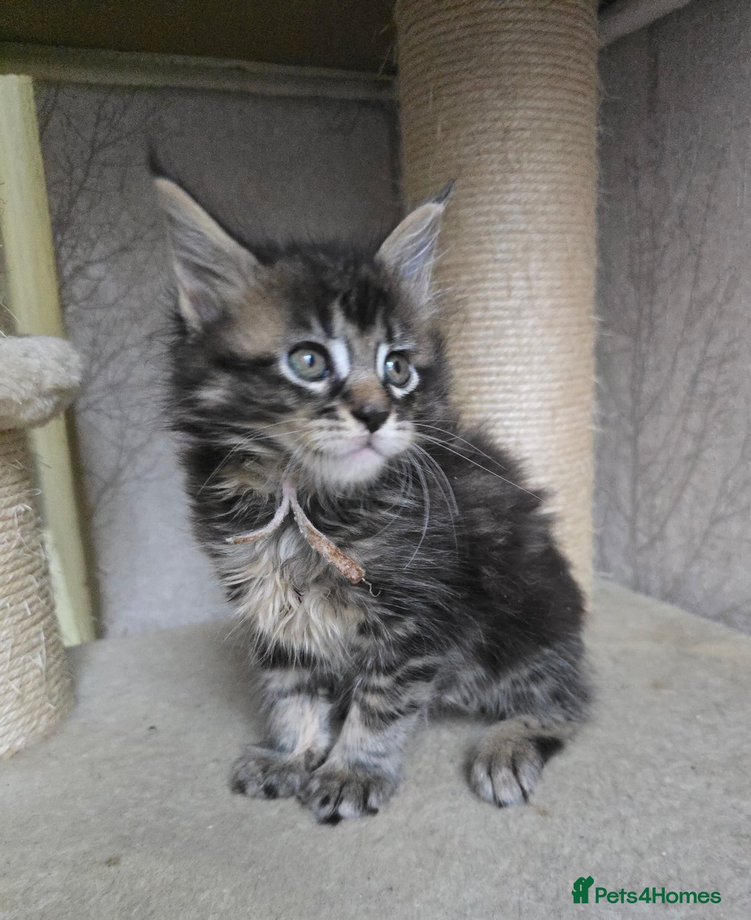 Maine Coon cats for sale: Beautiful TICA Pedigree Maine Coon Kittens - Advert 14