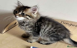 Siberian cats for sale: Beautiful purebred Siberian kittens-Hypoallergenic - Image 18