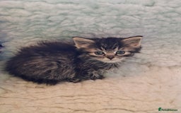 Mixed Breed cats for sale: Hand rearing  long fur kitten - Image 2