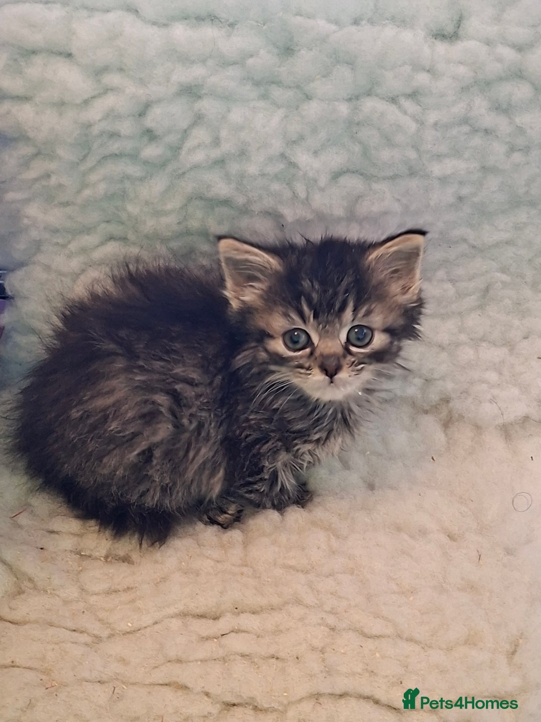 Mixed Breed cats for sale: Hand rearing  long fur kitten - Image 2