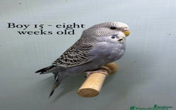 Budgerigars birds for sale: Beautiful baby budgies  - Image 3