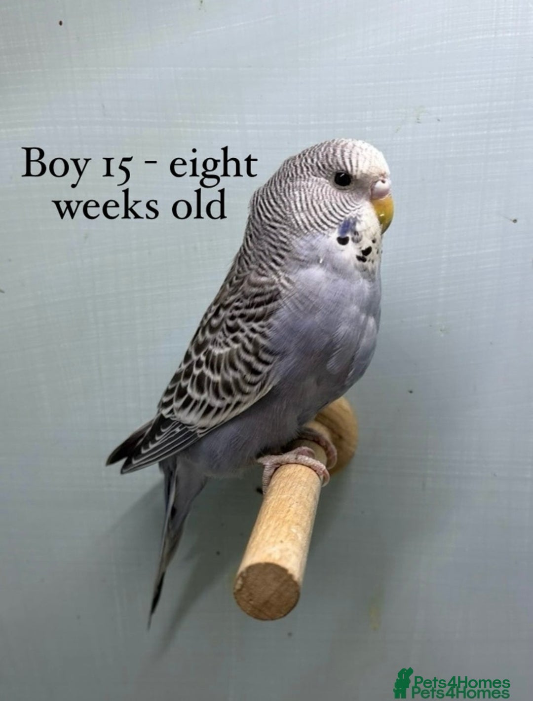 Budgerigars birds for sale: Beautiful baby budgies  - Image 3