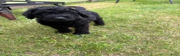 Labradoodle dogs for sale: Multi generation Standard labradoodles  - Advert 10