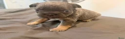French Bulldog dogs for sale: Fluffy French bulldogs  - Advert 9