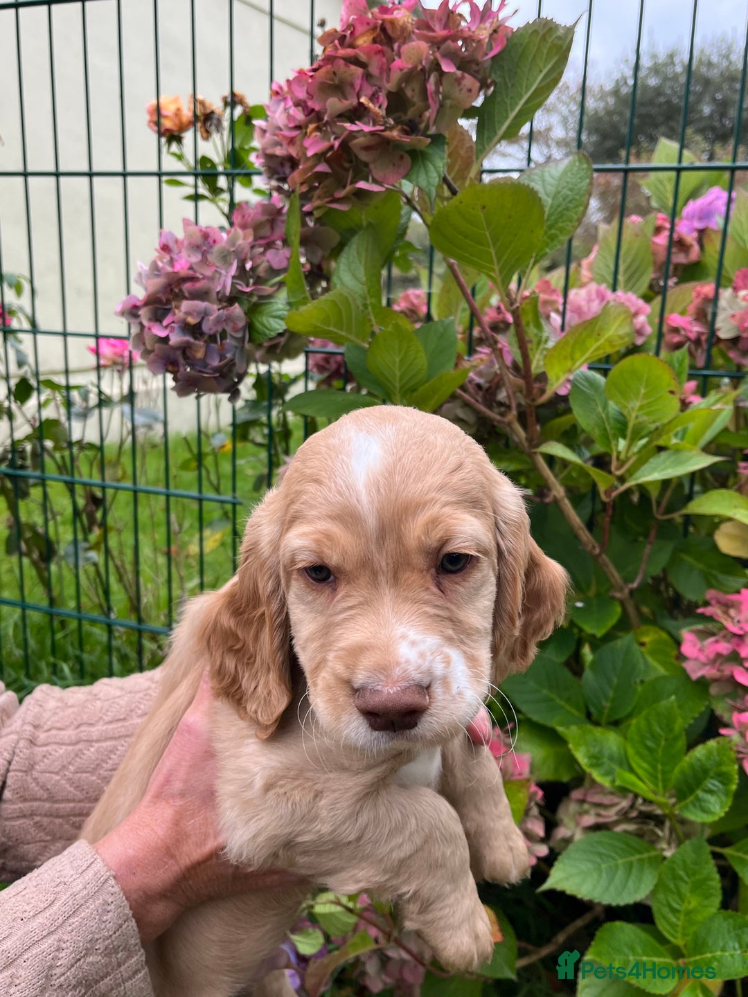Cocker Spaniel dogs for sale: Cocker Spaniel Puppies  - Image 3