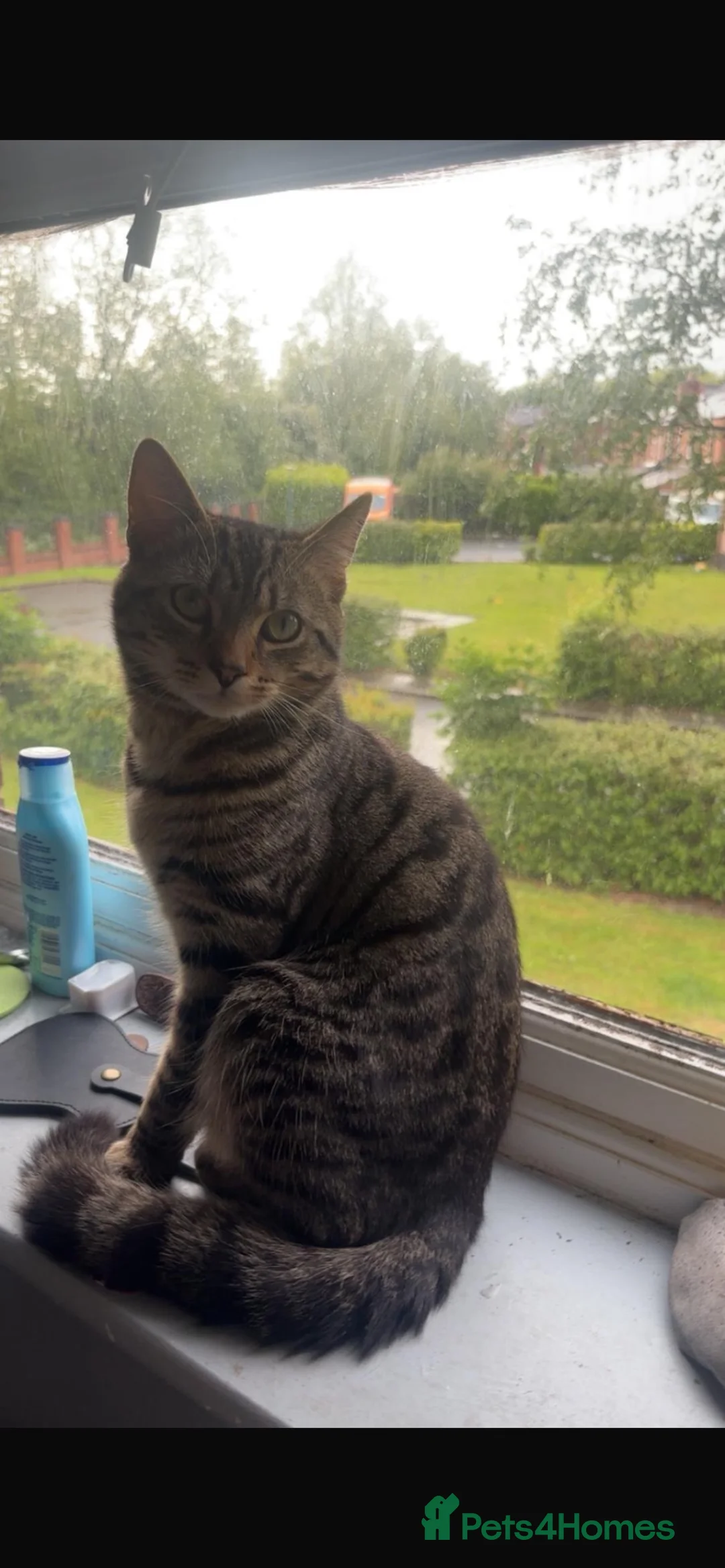 Domestic Shorthair cats for adoption: Meet Murphy 🐾  - Advert 3