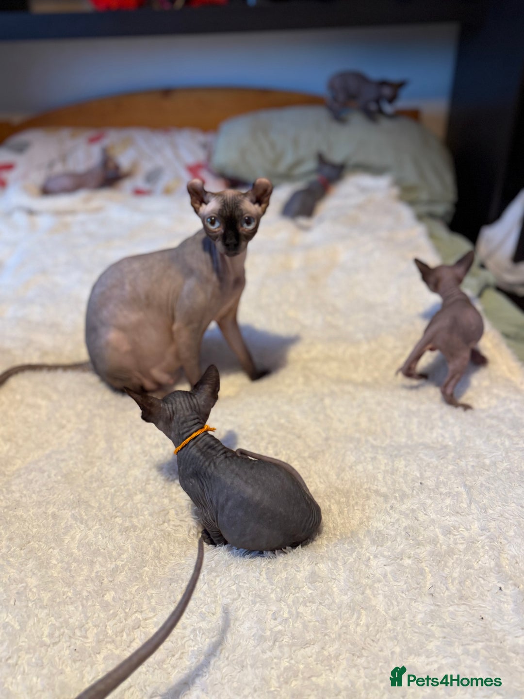 Sphynx cats for sale: 6 adorable sphinx kittens for sale  - Image 10