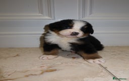 Bernese Mountain Dog dogs for sale: Bernese Mountain Dog Pups  - Image 6