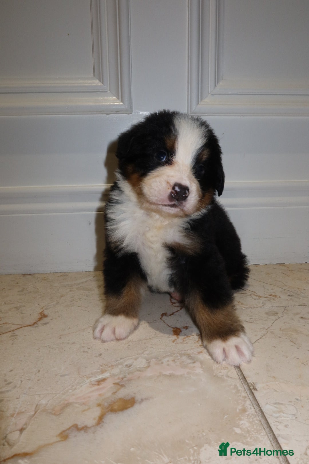 Bernese Mountain Dog dogs for sale: Bernese Mountain Dog Pups  - Image 6