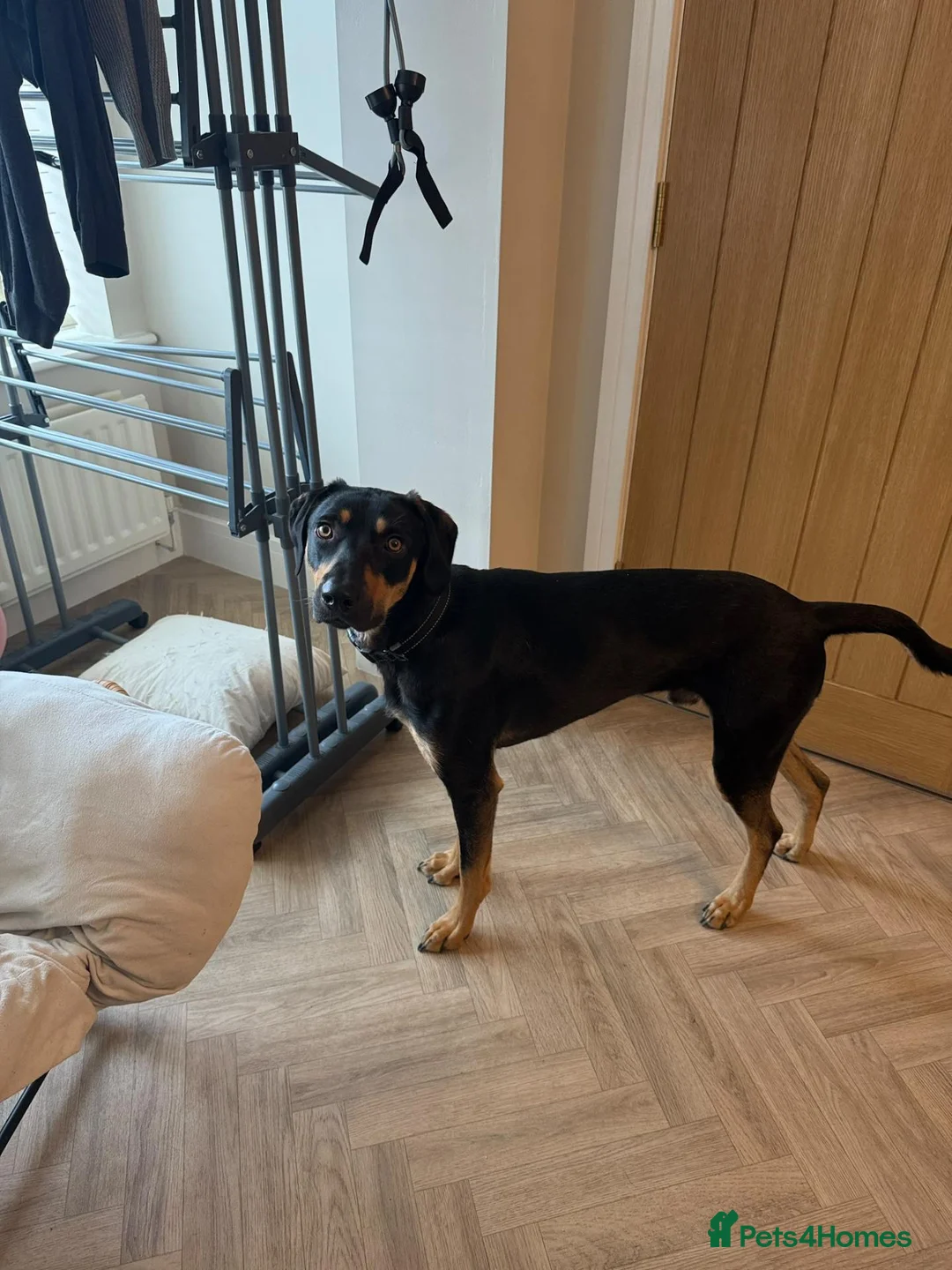 Mixed Breed dogs for adoption: 💙ARLO💙18 MONTHS FRIENDLY CUDDLY CLEVER DOBERDOR  - Advert 1