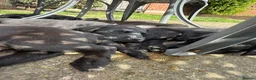 Labrador Retriever dogs for sale: Two left. Beautiful Black Labrador pups.  - Advert 11