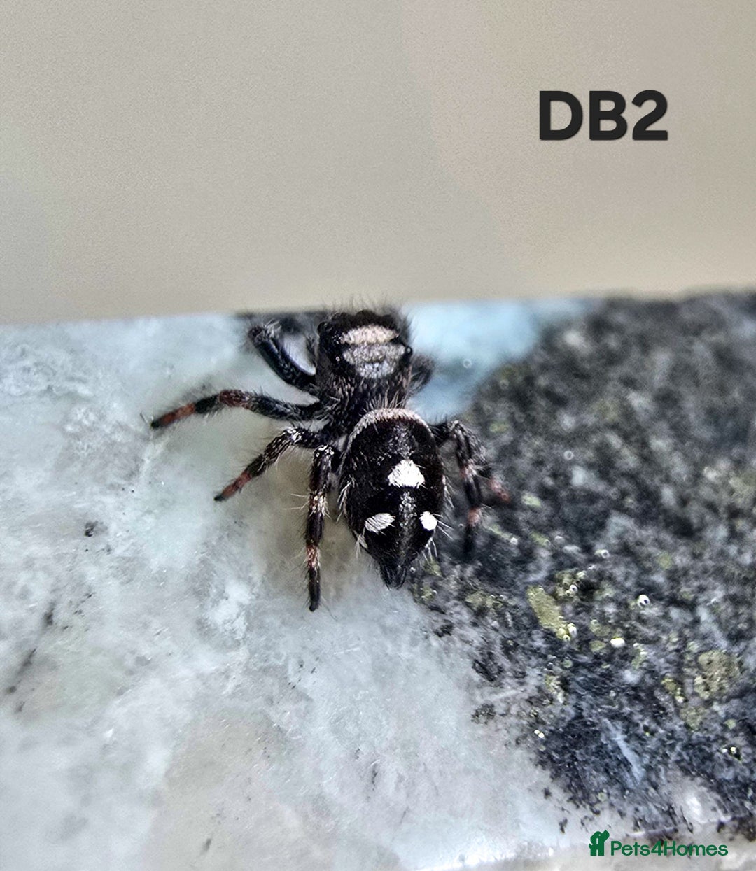 Spiders invertebrates for sale: Phidippus regius Apalachicola  - Image 6