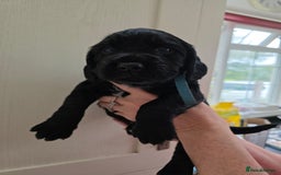 Cocker Spaniel dogs for sale: LAST BOY REMAINING REDUCED kc reg! Cocker spaniel - Image 18