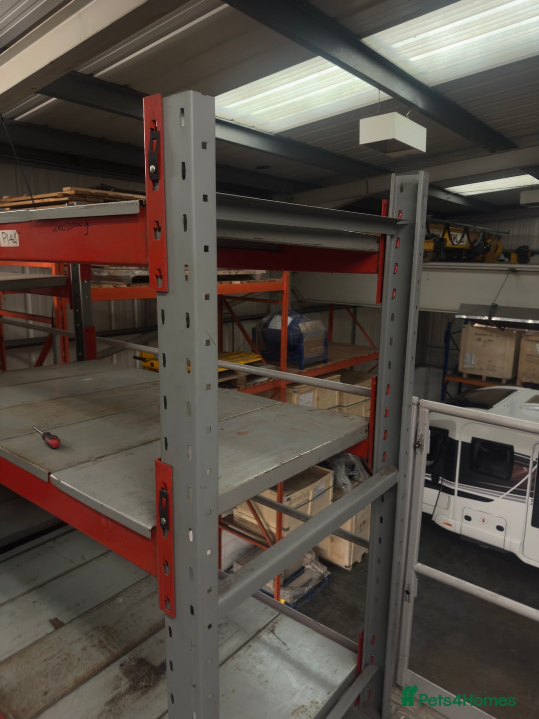 Jack Russell dogs for sale: Jack Russell for loving home - Advert 11