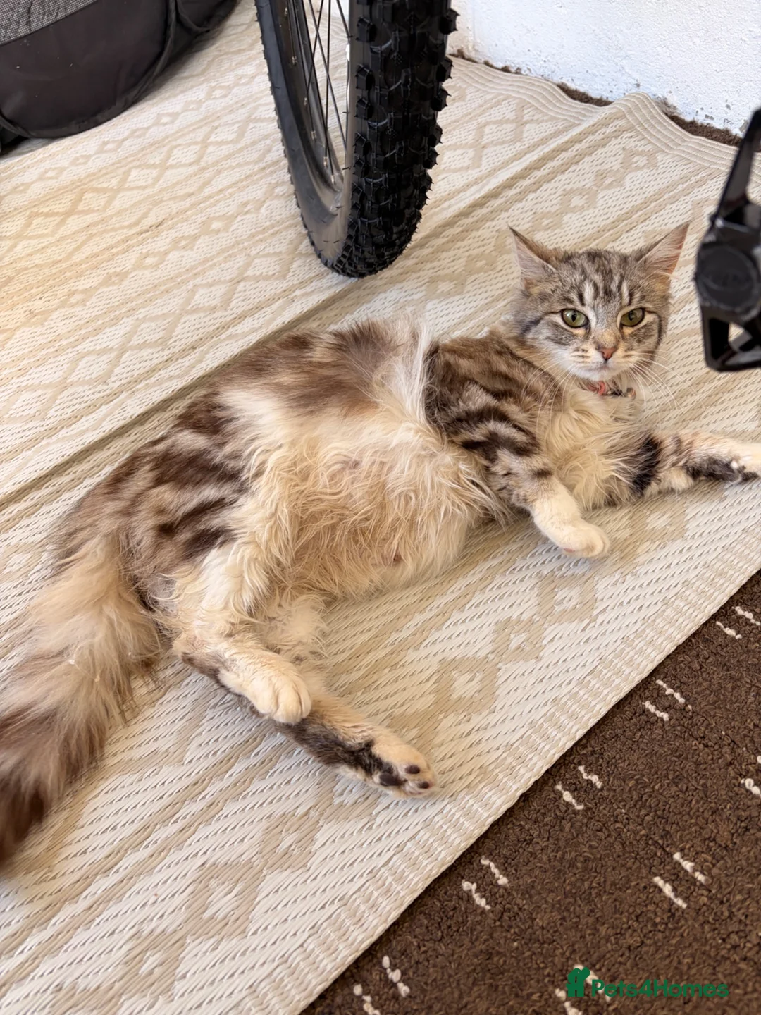 Mixed Breed cats for sale: ⭐ 5 Gorgeous Siberian x Bengal x BSH Kittens ⭐ in Coventry - Advert 2